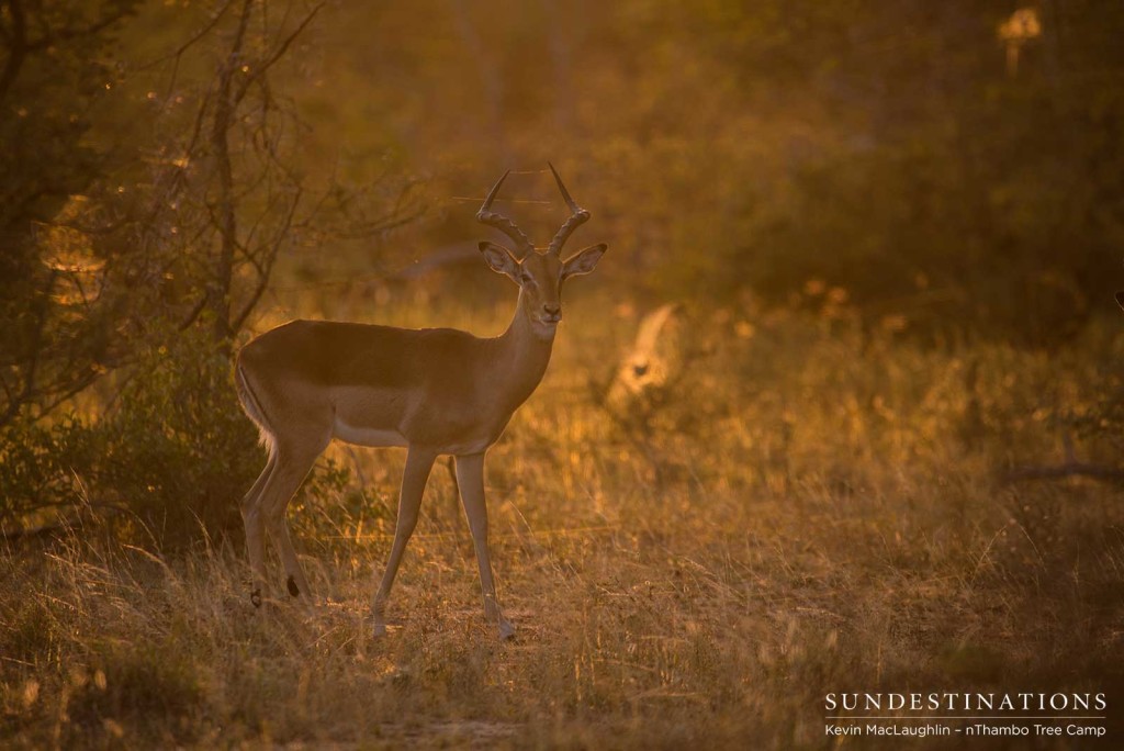 The prolific impala - a proud ram in the midst of rutting season