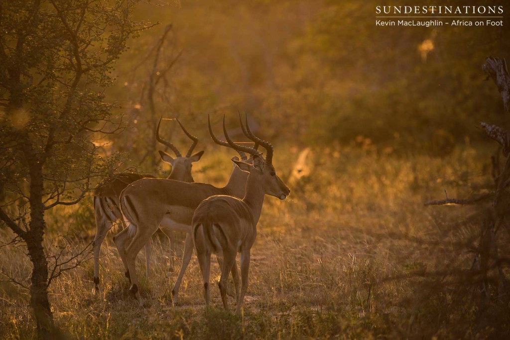 The first moments of light after a dangerous night in the dark