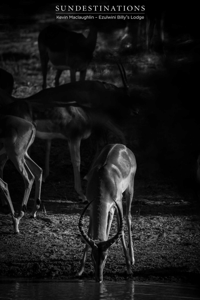 A quiet moment at the waterhole - a nervous moment for the prey species of the Kruger