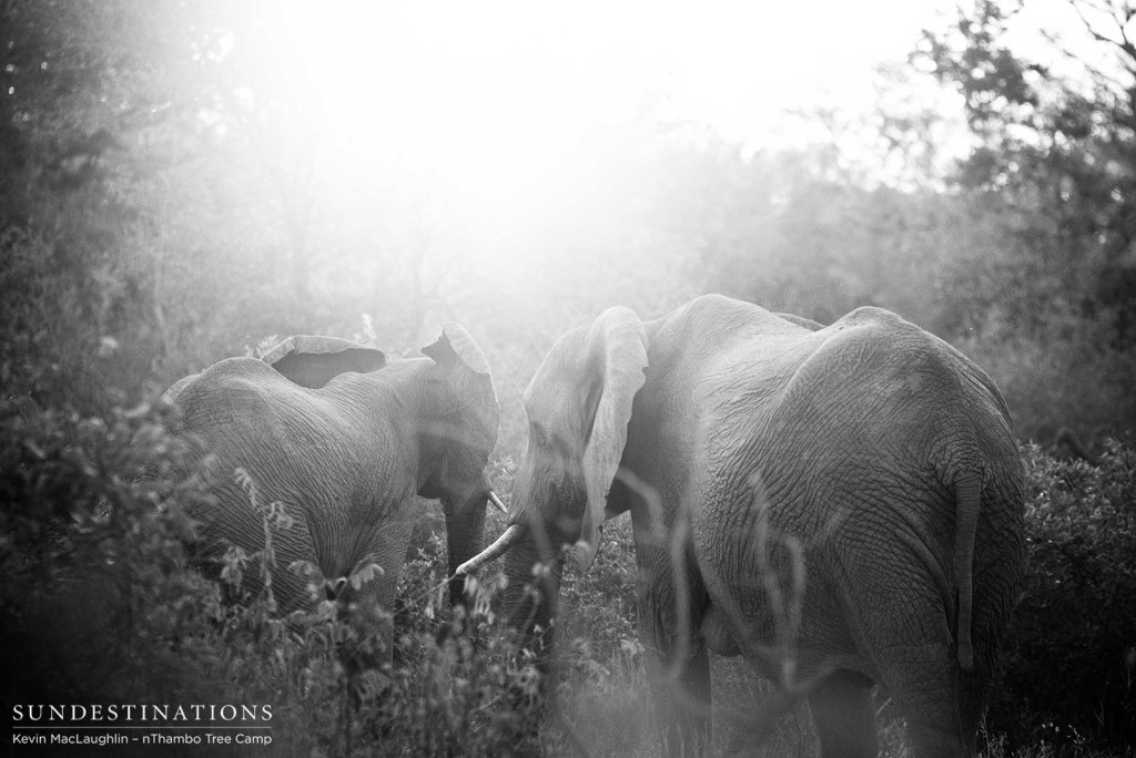 A meeting among friends in the secret alleys of the bushveld