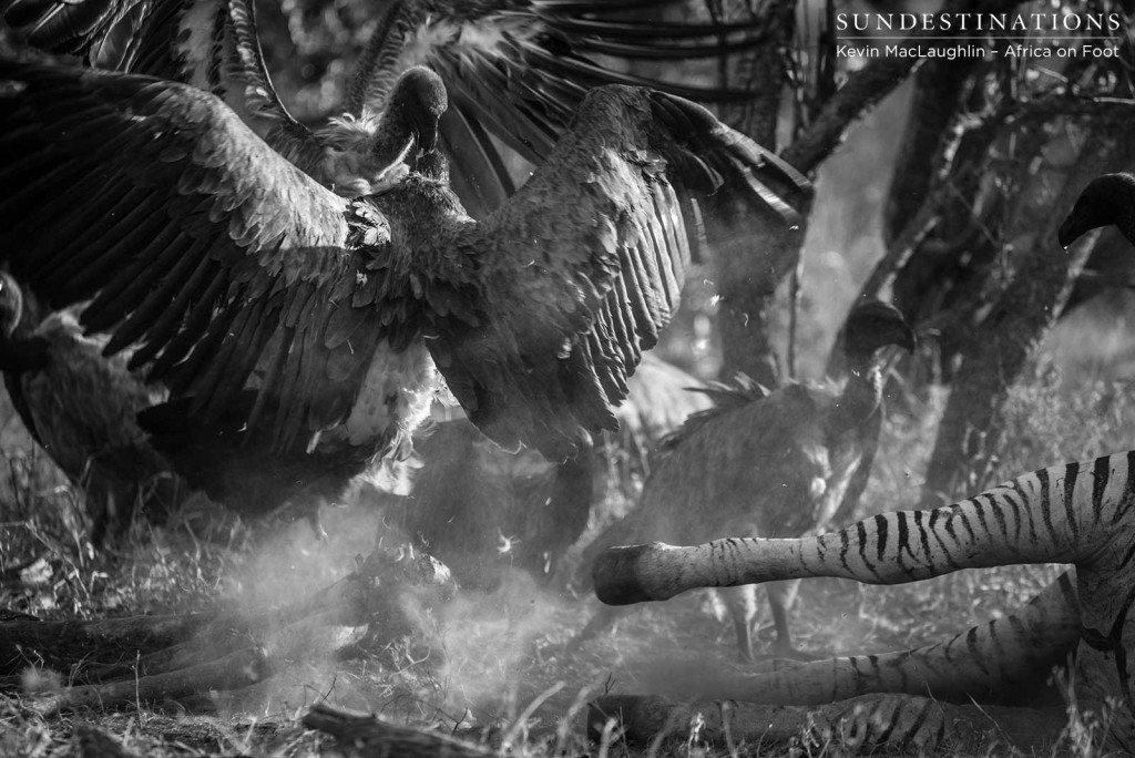 A flurry of activity at the chaotic site of a kill