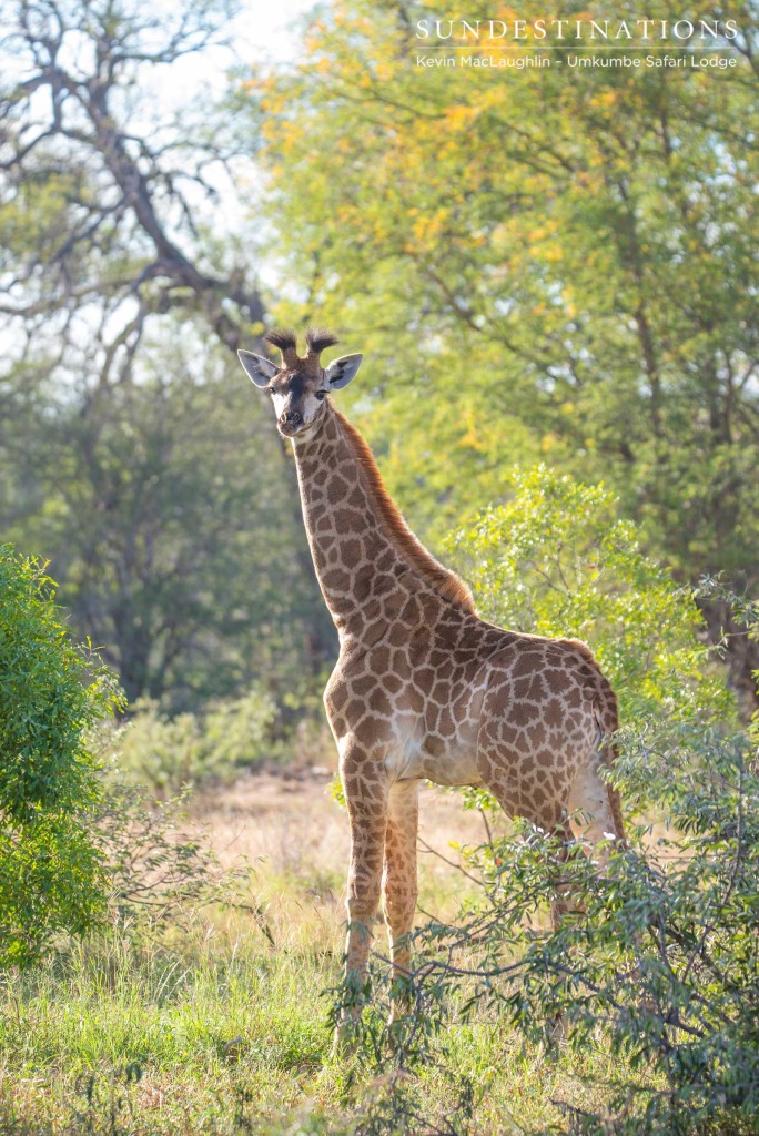 A giraffe calf pauses to investigate her audience before galloping awkwardly to her mother's side