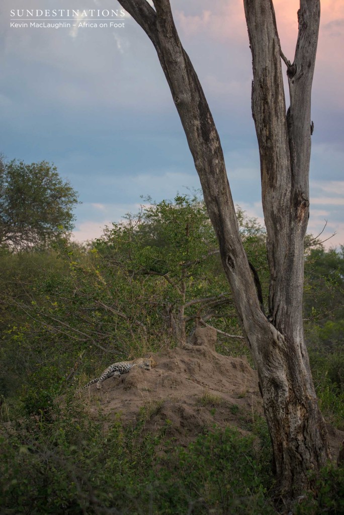 Bundu, male leopard in Klaserie