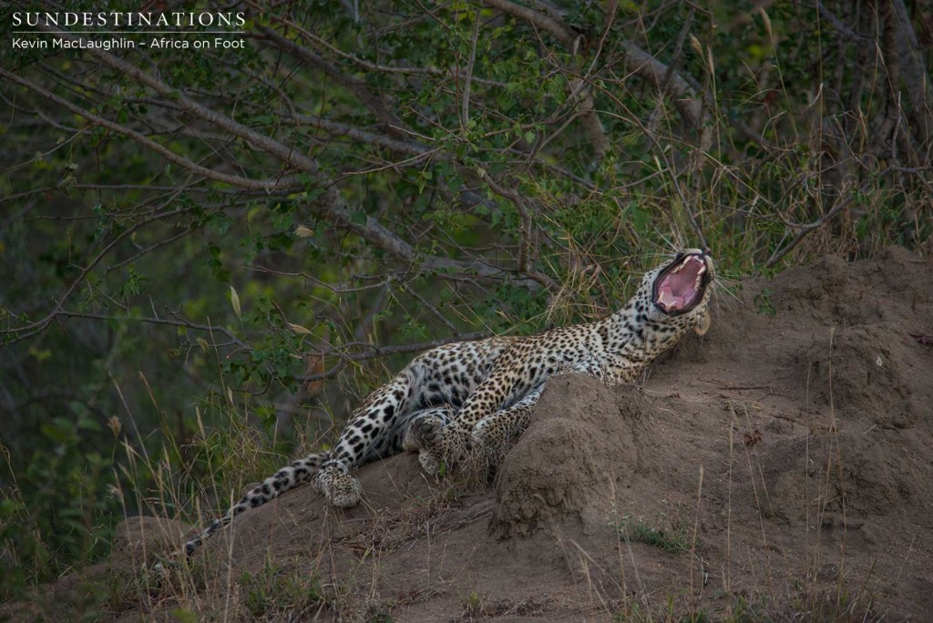 Bundu, male leopard in Klaserie