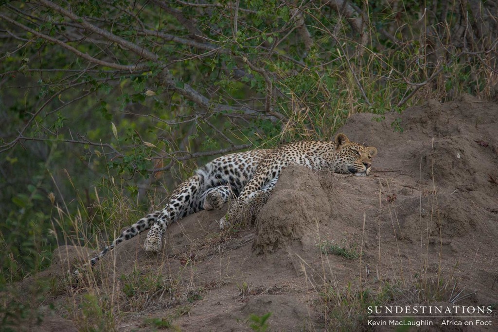 Bundu, male leopard in Klaserie