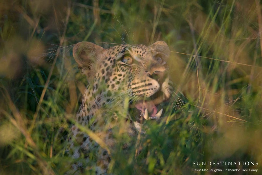 Bundu, male leopard in Klaserie