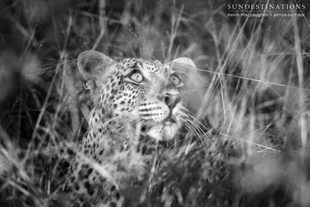 Bundu, male leopard in Klaserie