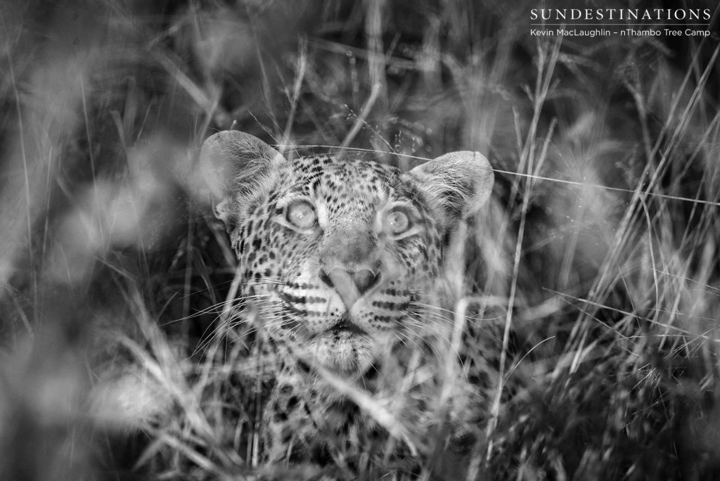 Bundu, male leopard in Klaserie