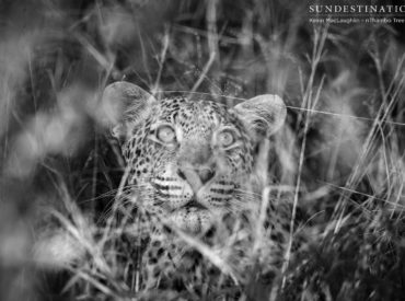 Bundu the young male leopard has made a real show of himself in the Klaserie and has soared into position of crowd favourite after his latest antics saw him chasing birds in in a marula tree. Over the last couple of days, this entertaining and confident leopard has offered up some unforgettable game drive sightings […]