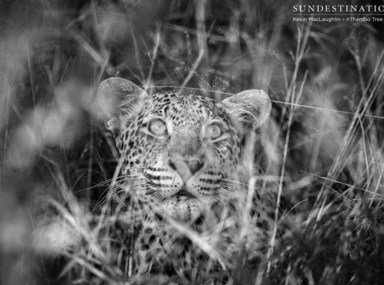 Bundu Bashing: Leopard on the prowl!