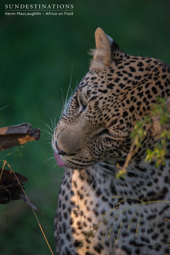 Bundu, male leopard in Klaserie