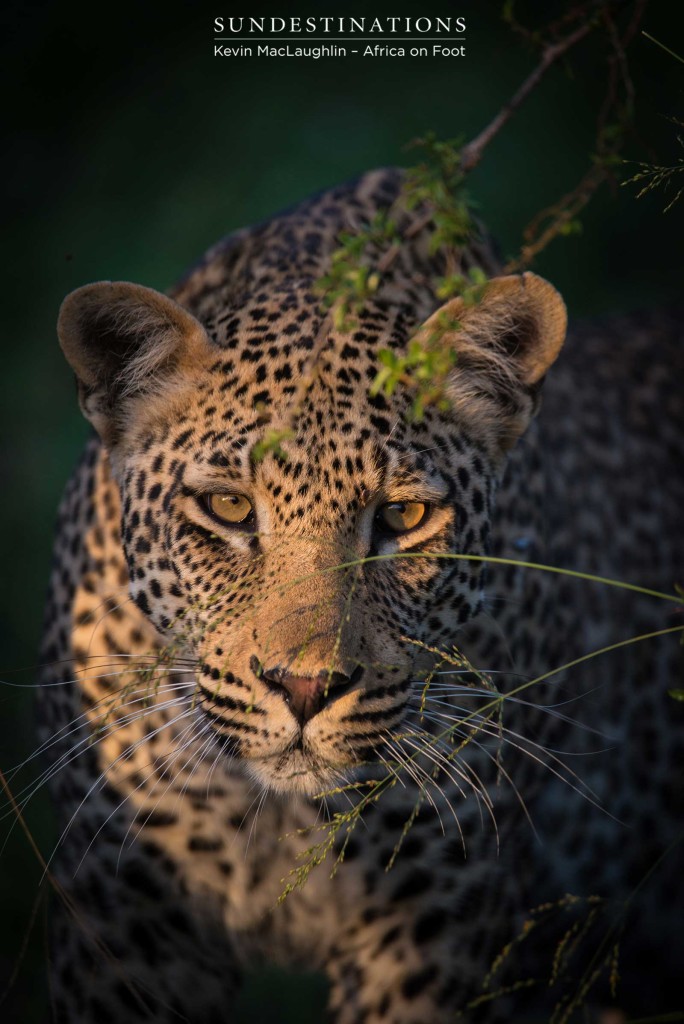 Bundu, male leopard in Klaserie