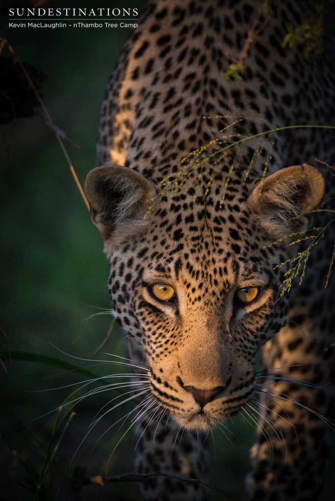 Bundu, male leopard in Klaserie