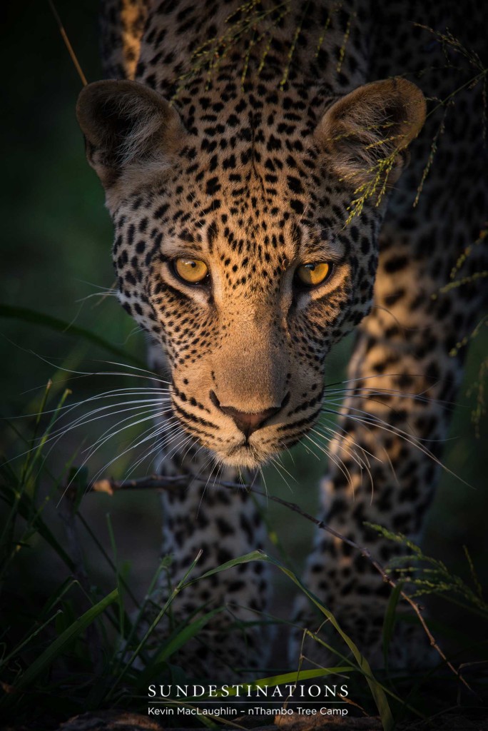 A look of purpose and concentration on Bundu's face as he moves like liquid through the bush