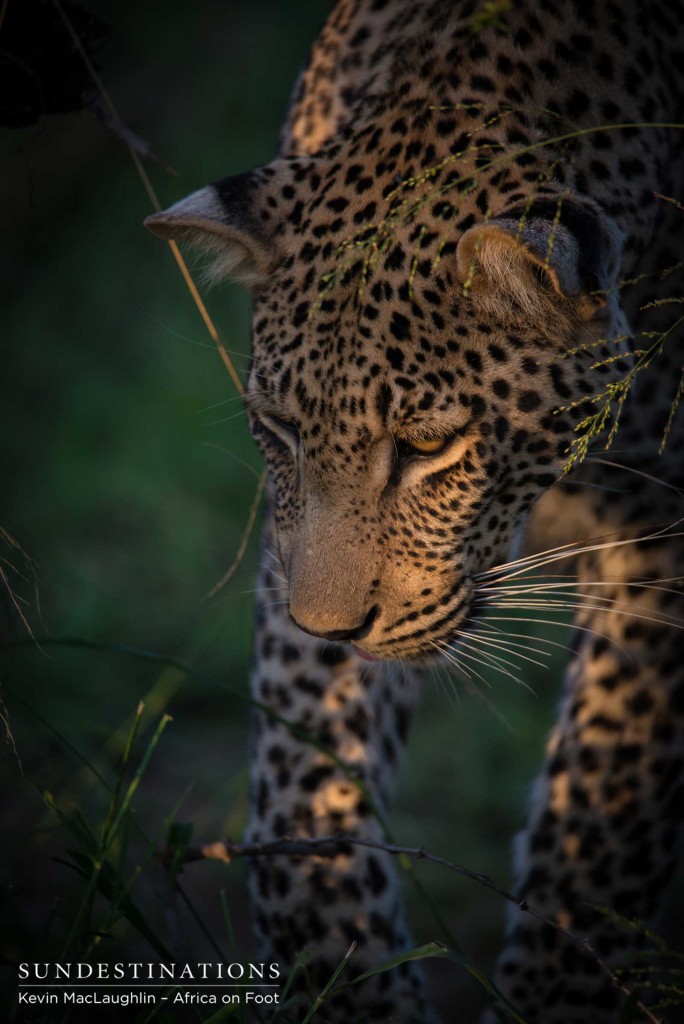 Bundu, male leopard in Klaserie