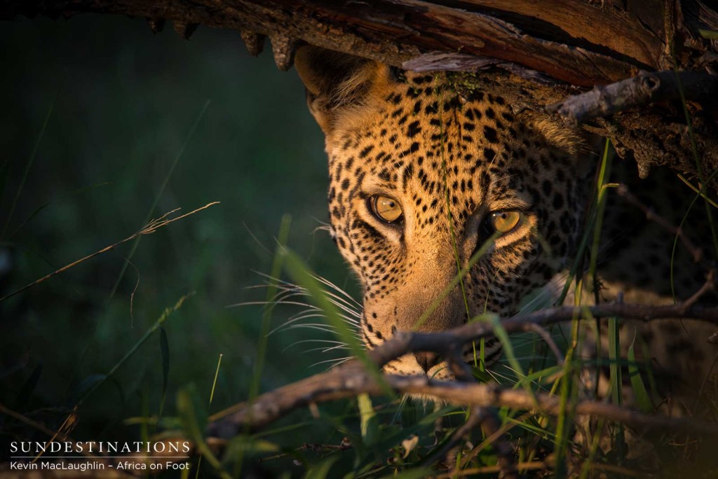 Bundu, male leopard in Klaserie