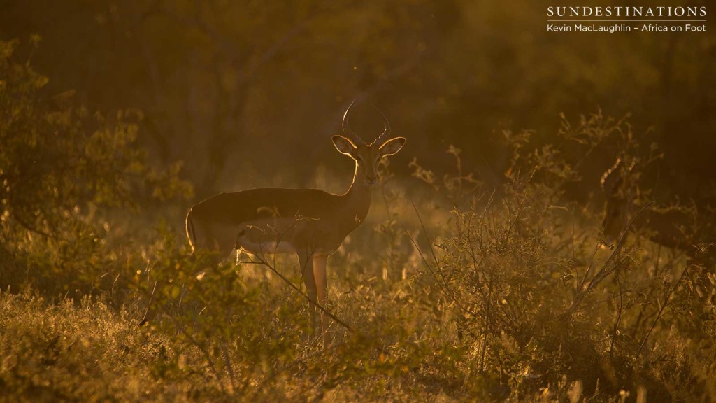 A young male impala after having survived rutting season