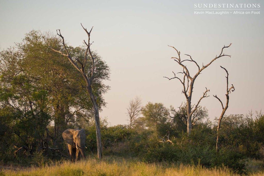 Tall trees dwarfing the enormous bulk of an elephant