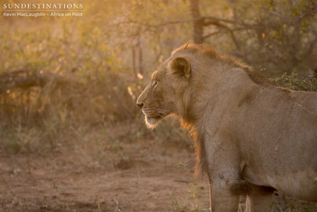 One of two young males on giraffe kill in Klaserie