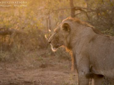 It was one of those times we caught the lions at the peak of their post-meal nap time, and it was a serious food coma after feasting on an enormous giraffe carcass, so we got more visual of the sneaky hyenas than the lions themselves, but what an amazing sighting it was! Golden afternoon light spilled […]