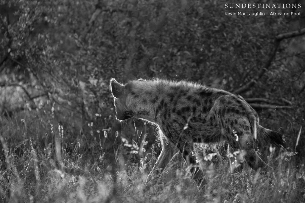 Hyenas lurking at Klaserie lion kill