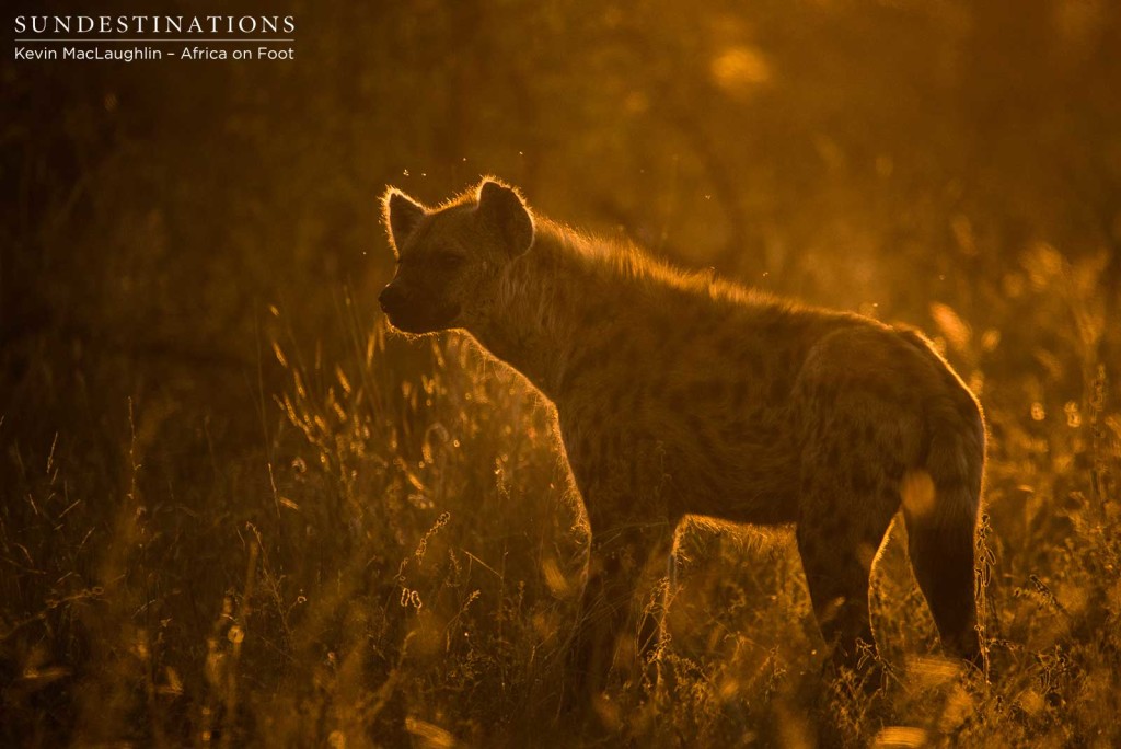 Hyenas lurking at Klaserie lion kill