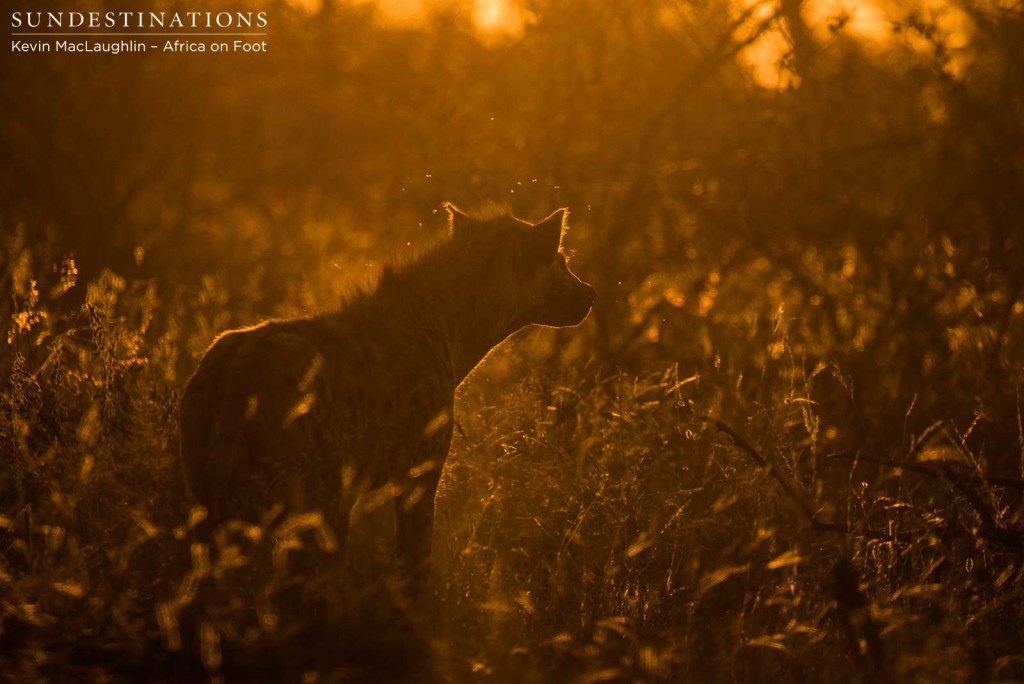 Hyenas lurking at Klaserie lion kill