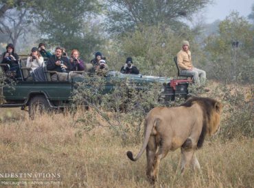 The unpredictable world of the wild strikes again and has taken us all by surprise with the unexpected and astonishing return of a lion king we thought long passed: The last remaining Trilogy male! The reign of the Trilogy – a coalition of 3 amber and black maned lions – was over almost a year ago […]