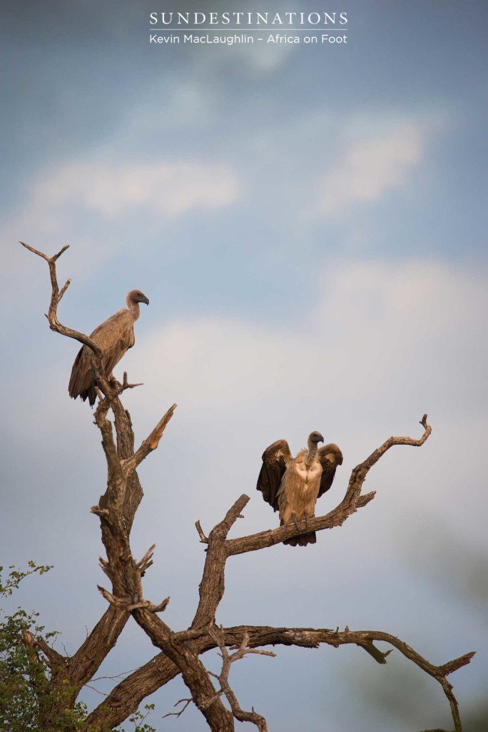 Front row seats - the first arrivals at a kill site