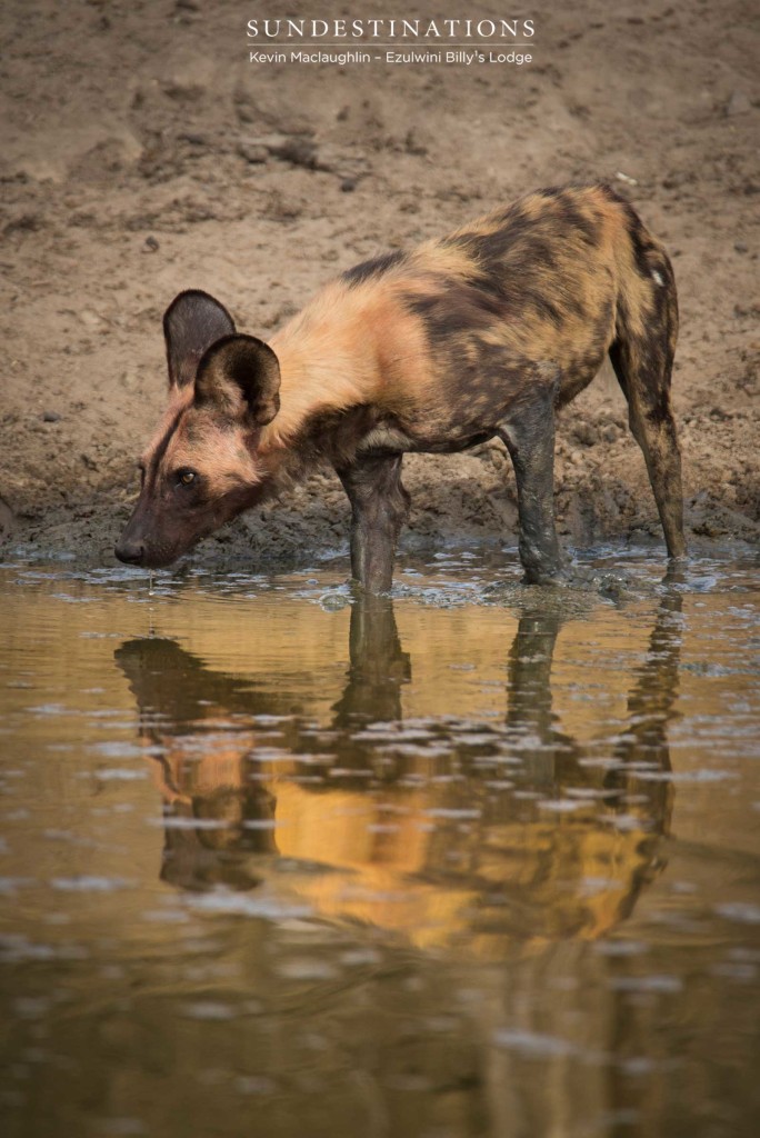 Painted reflections in muddy waterholes in Balule