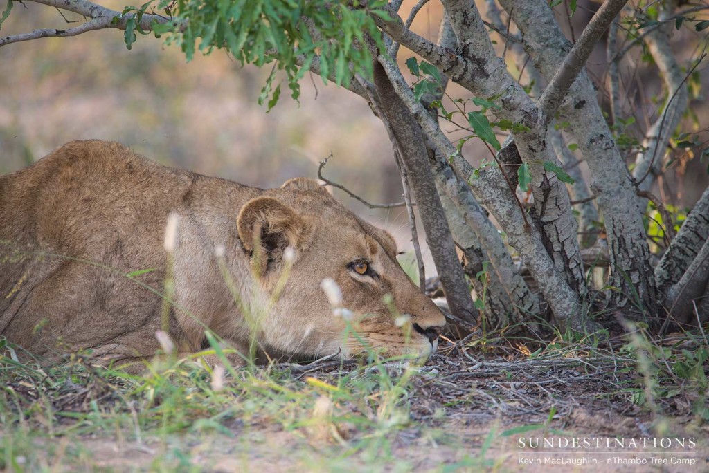 Nomadic pride from Balule at Africa on Foot and nThambo