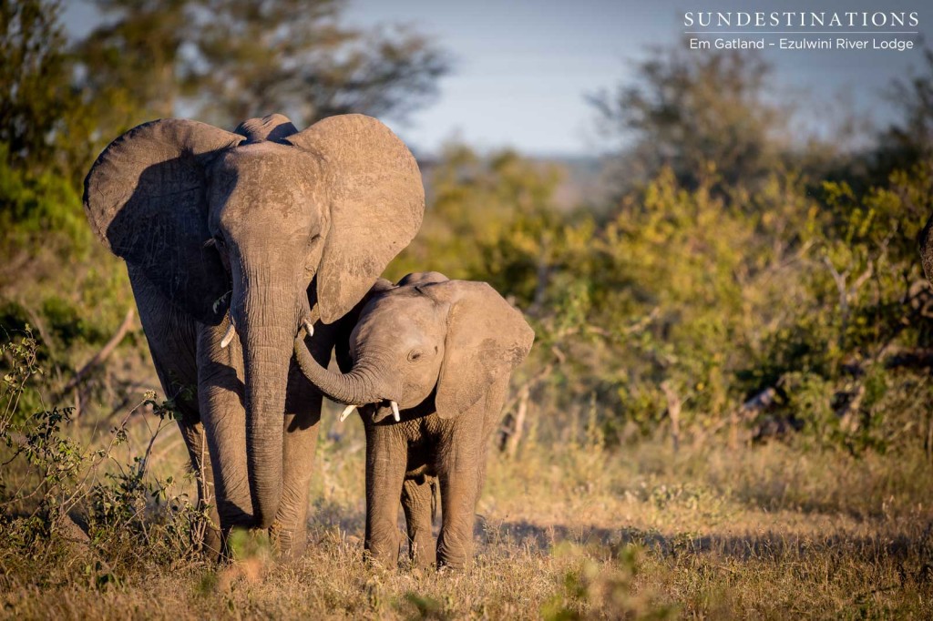 Reassuring contact between herd members - a relatable moment of emotional intelligence 