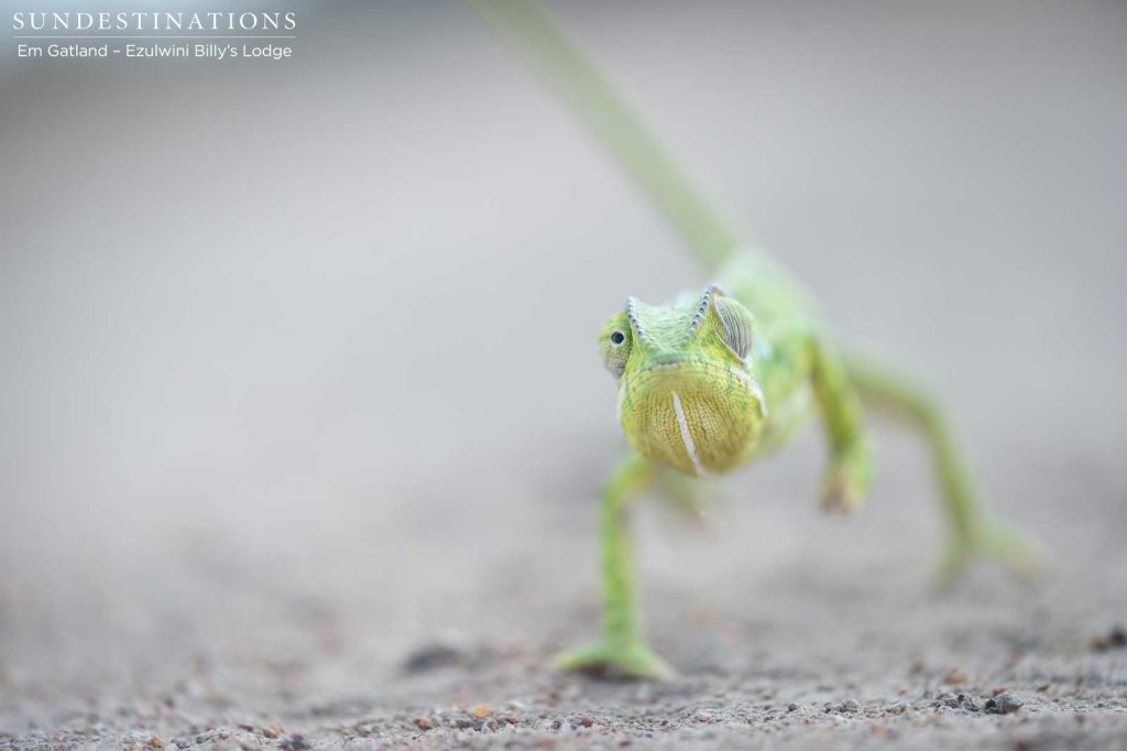 A flap-neck chameleon marching to the beat of its own drum