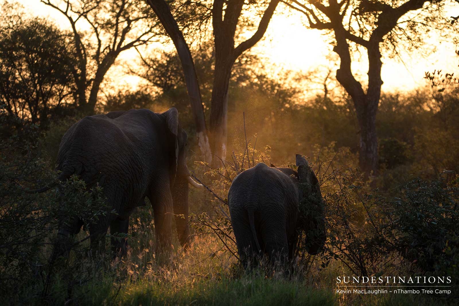 Elephant Herd - Sunset