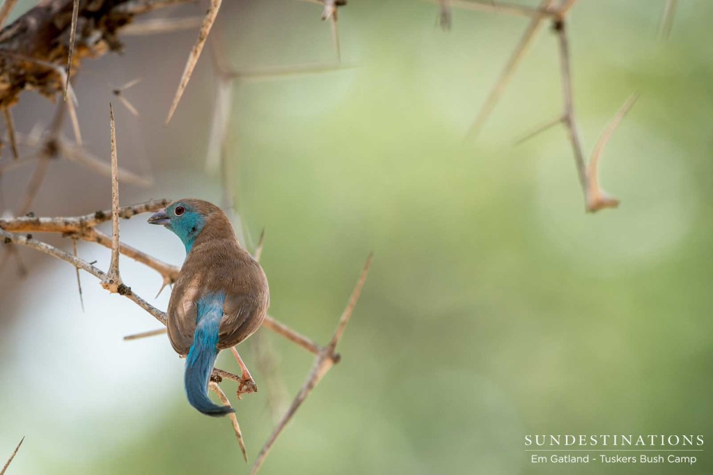 A blue waxbill caught in motion