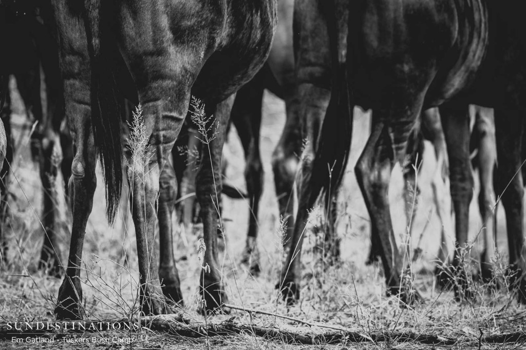 Brindled gnu move in unison across the dangerous plains