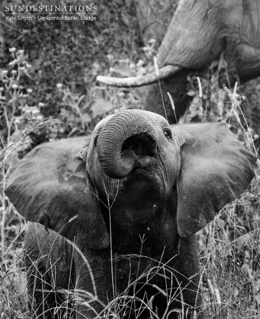 An elephant calf learning the ropes as the herd feeds around the little one