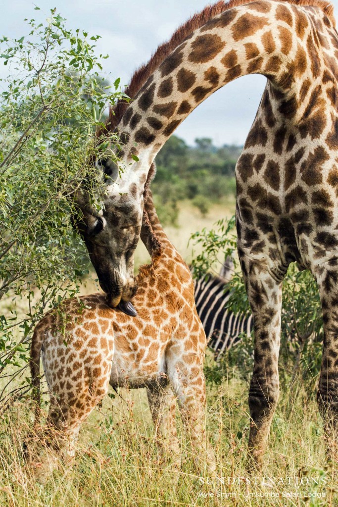 A mother's touch showing tenderness in the harsh world of nature