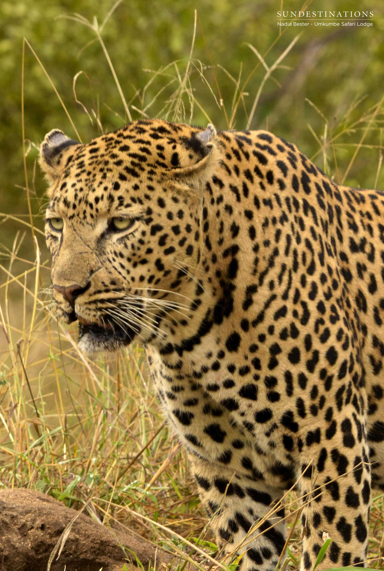 Inyathini Leopard