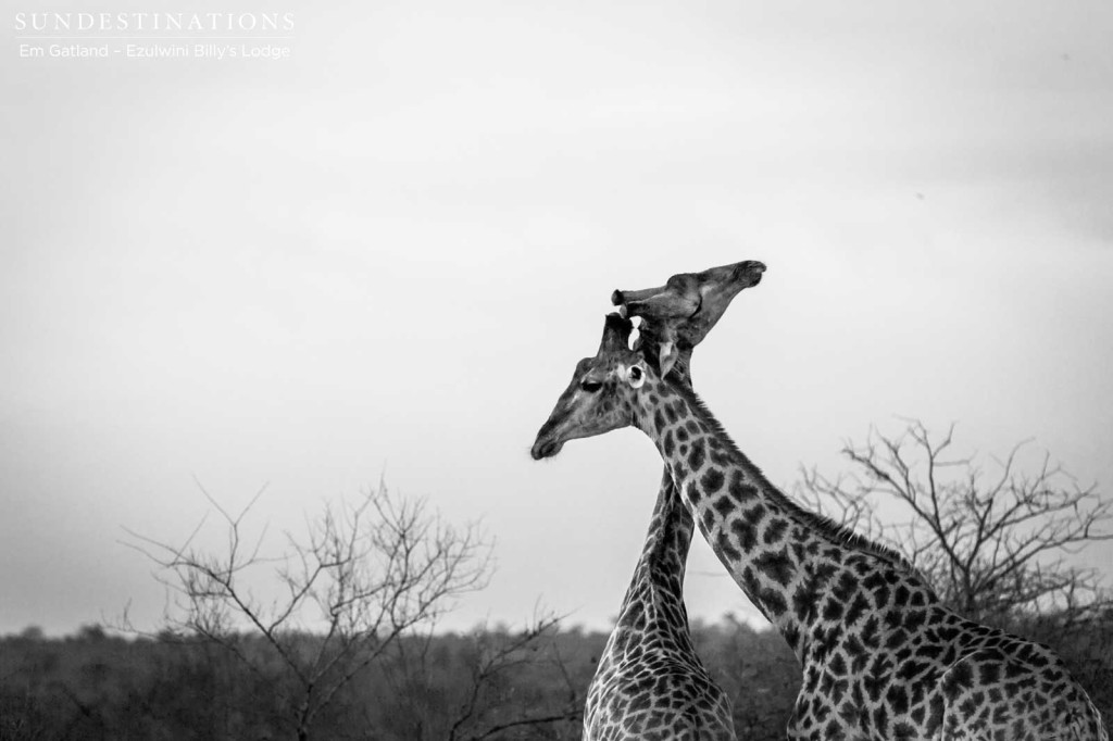 Two male giraffes size each other up and make it look like a tender moment between lovers
