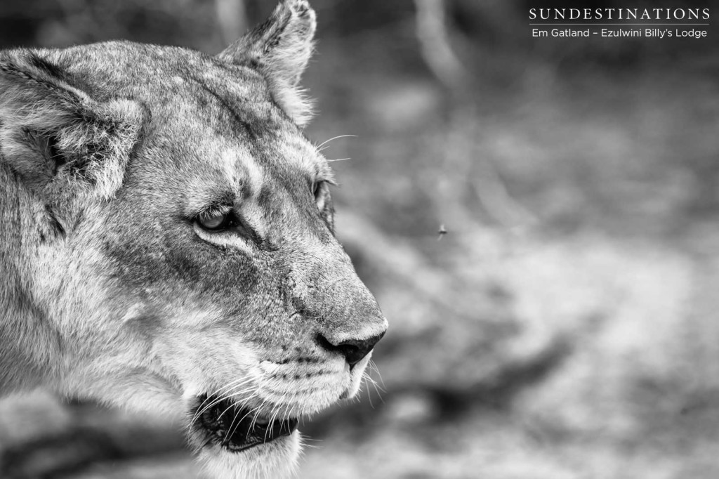 A lioness sets her sights on movement in the distance