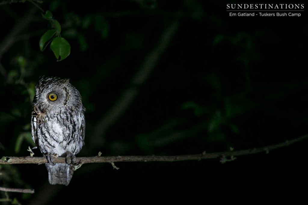 A scops owl grips onto its 8-legged prey
