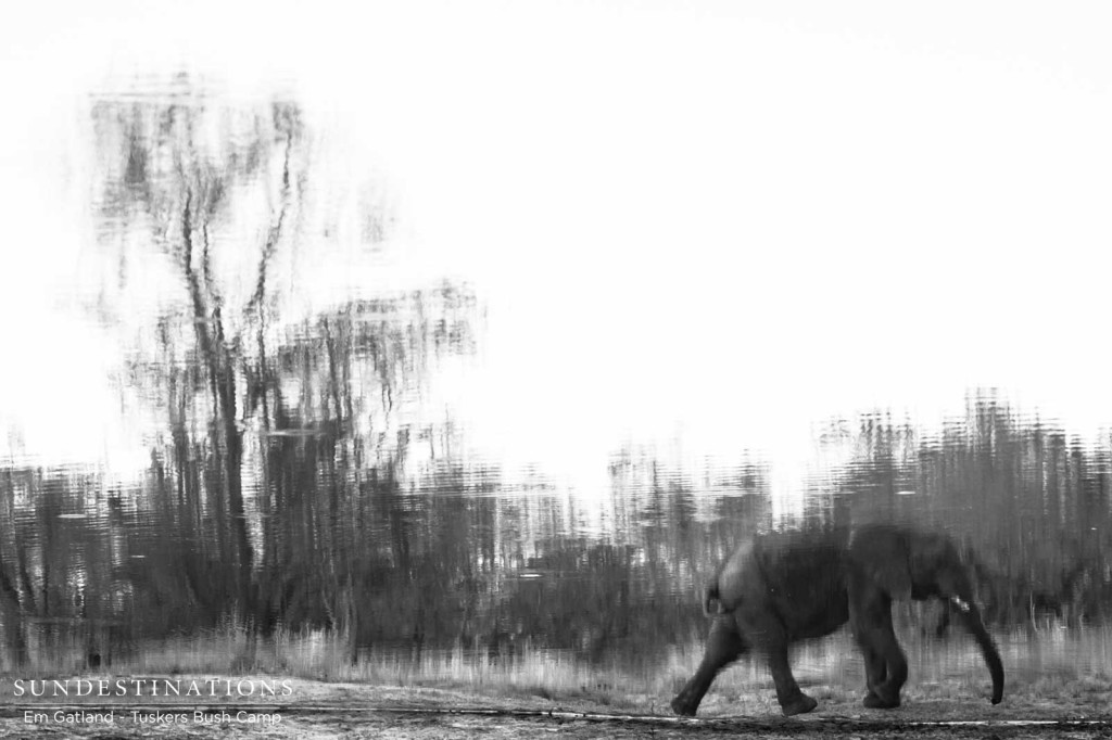 Leaving the waterhole after a drink at dusk