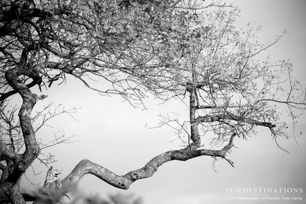 A leopard in its element, relaxing in the vast boughs of a mature marula tree