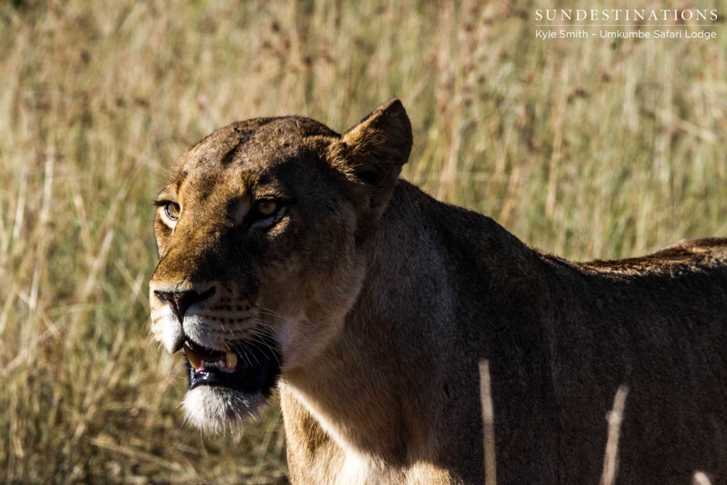 A Mangheni breakaway lioness, fixes her gaze, instinctual