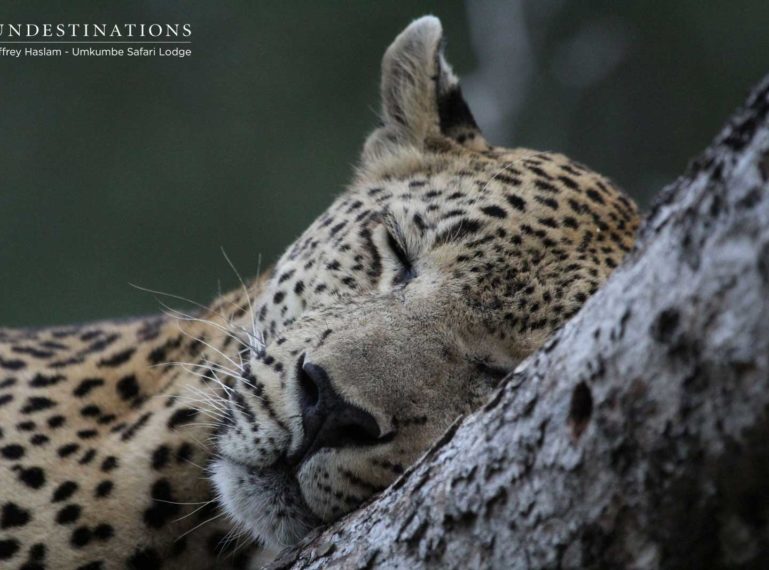 Umkumbe Leopard : Max, Tatowa and a Rare Sighting of Inyathini