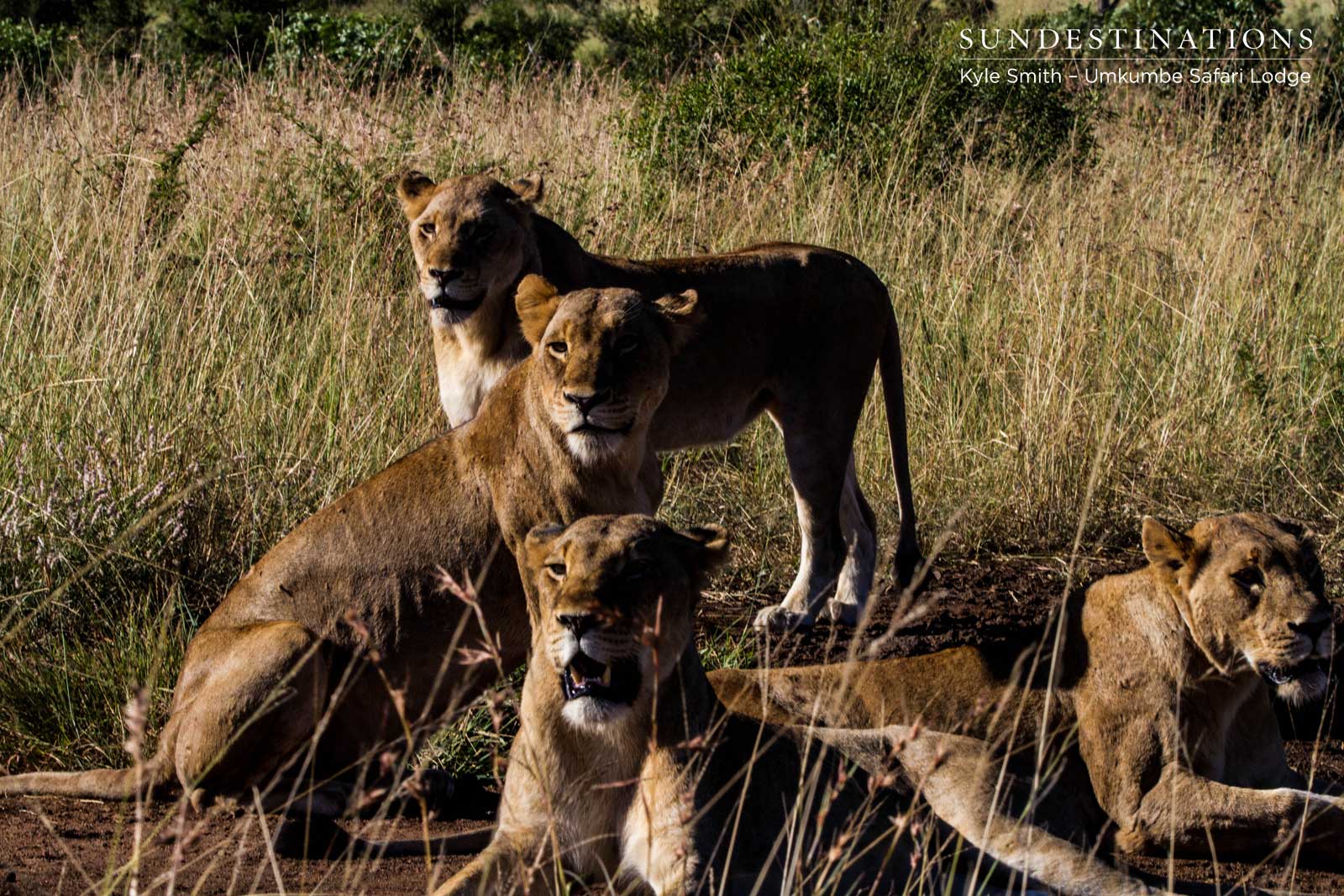 6 Mhangeni Lionesses