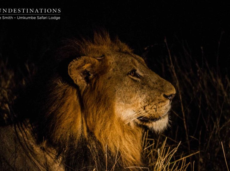 Umkumbe Lion Update : Two Nomadic Males and the Mhangeni Lionesses