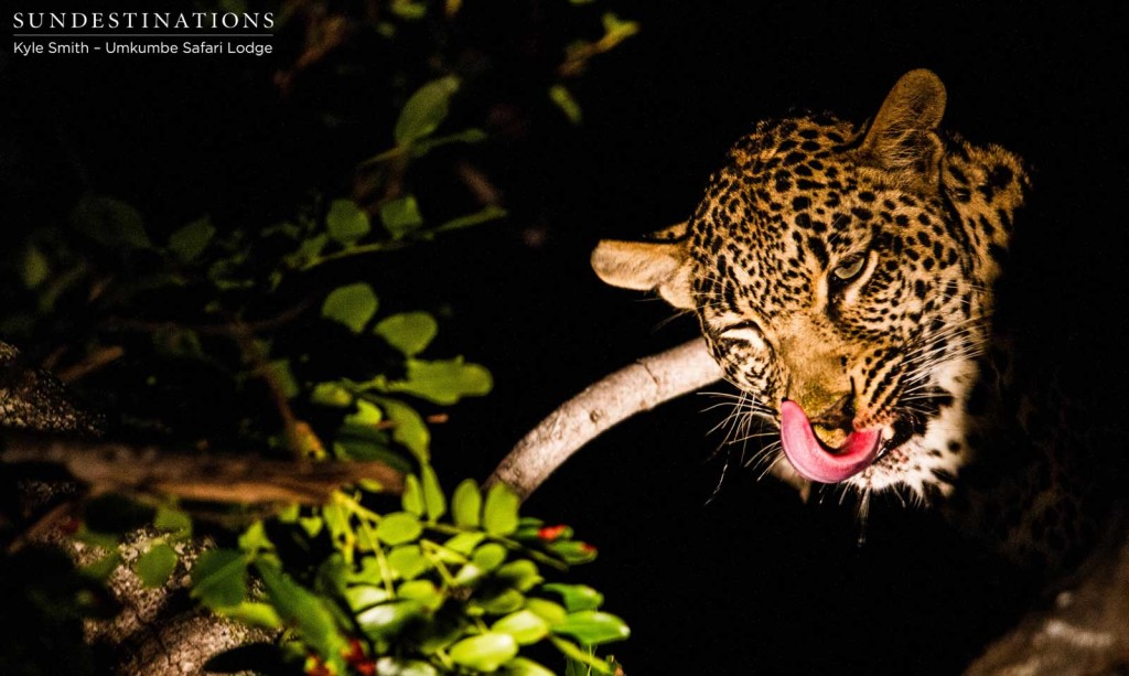 Tatowa the leopardess licks her chops during an arboreal feast