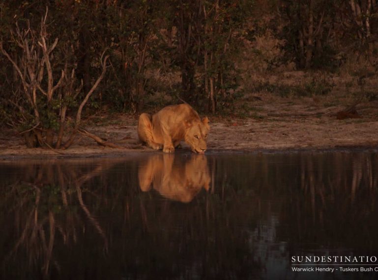 Kwatale Conservancy Lion Update : Invasion of the Picnic Pan Triad